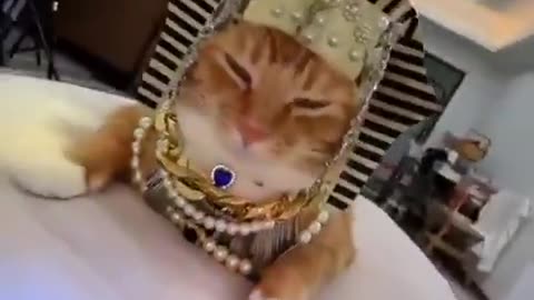 😹✨ This Egyptian Cat Will Leave You Laughing! | FunFM