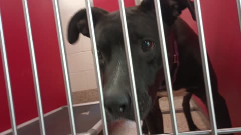Choo 1y A856908 kennel 11 pod 1 PACC shelter I have a strong glove on I need 2 be careful2025071671