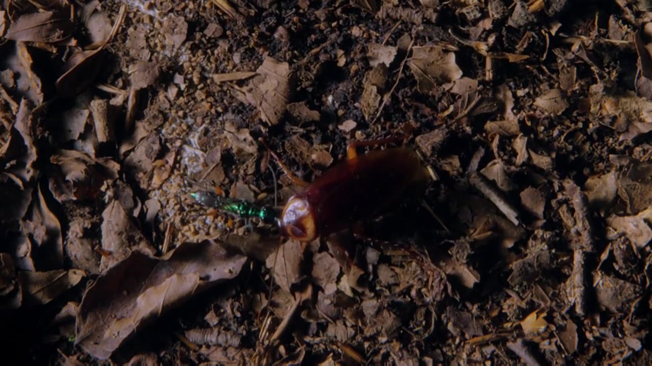 Micro monsters PT 2 predator