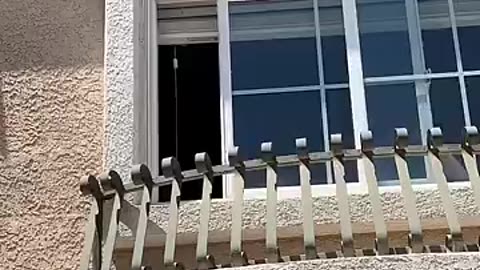 Breaking: Super Corgi Fails!