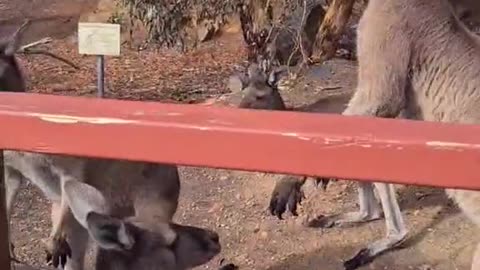Kangaroo diaries only in Australia 🇦🇺