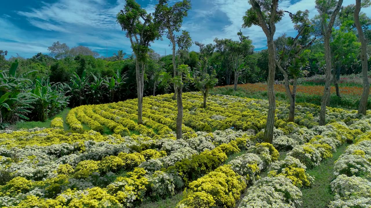 La Purísima en Nicaragua