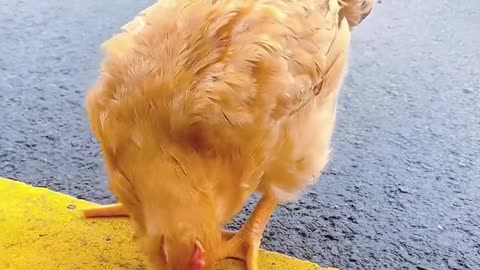 She rescued a baby chicken and gave it home