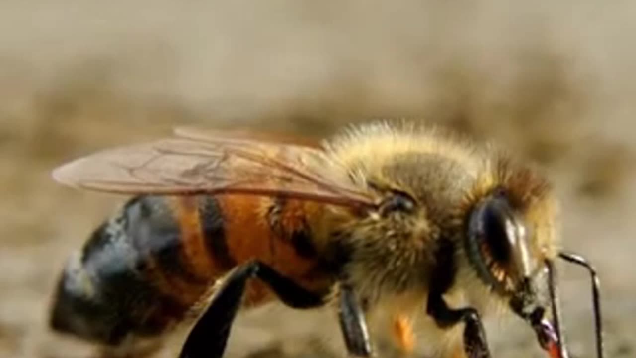 মৌমাছি বিষয়ে হাদীস