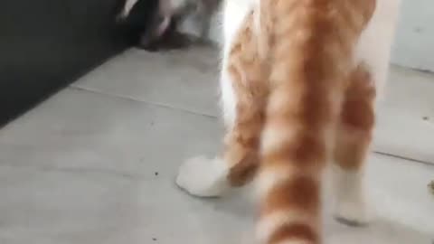 Dog's Comedy Videos 🤣 so cute videos 😍 funny videos 🤣