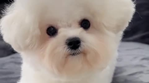 These Maltese Puppies Look Just Like Fluffy Toys 💖