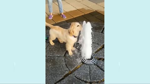 It's time to LAUGH with Dog's life #6| Cute Buddy