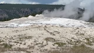 Yellowstone N.P. Old Faithful Geyser Buffalo