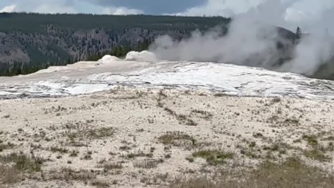 Yellowstone N.P. Old Faithful Geyser Buffalo