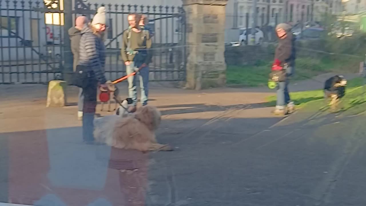 leads on 2 LEAVE a CEMETERY after a SHIT/PISS/TRAMPLE THE DEAD/VIOLATE THE INSANE& dogs with kids