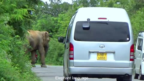 WILD LIFE