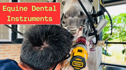 Equine Dental Instruments – Key Features and Benefits