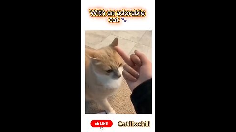 With an adorable cat 🐾