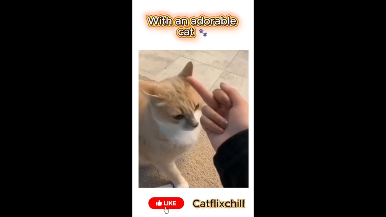 With an adorable cat 🐾