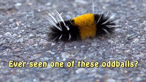 Tahoe Wildlife Series Strange Black & Yellow Caterpillars