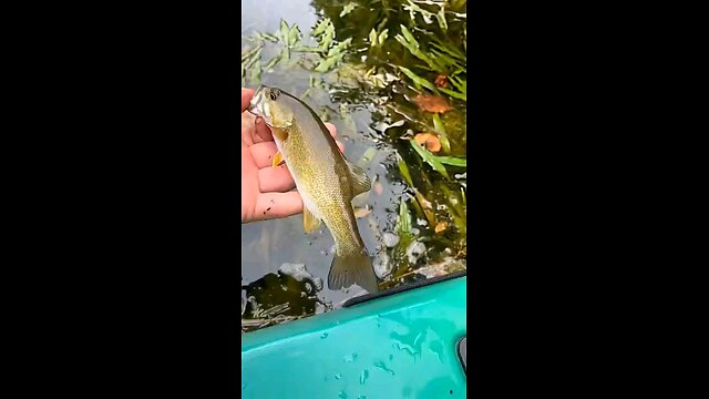 small mouth bass on the river