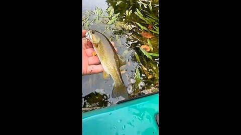 small mouth bass on the river