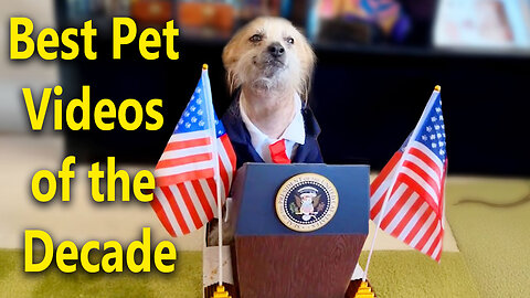 Best Pet Videos of the Decade | 2025 Best pets funny videos collections