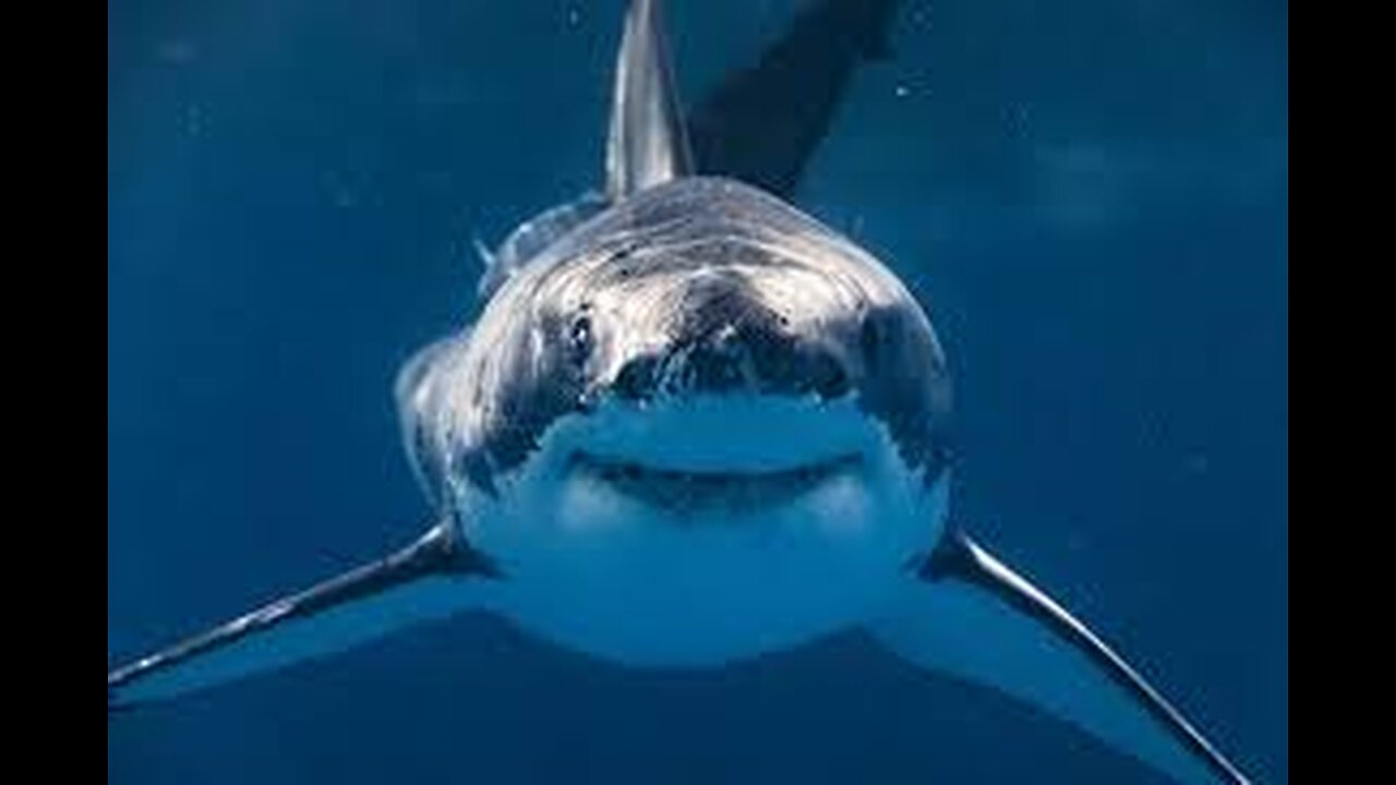 These Sharks Can Be 500 Years Old !