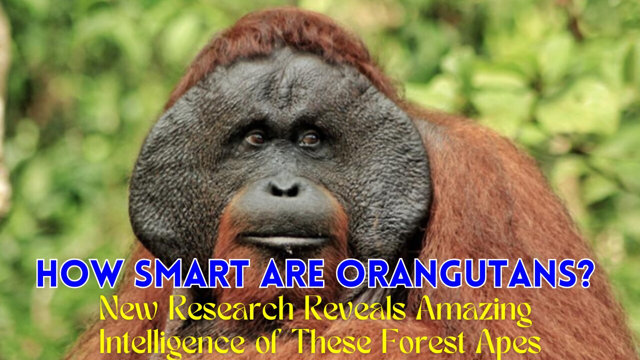 How Smart Are Orangutans? New Research Reveals Amazing Intelligence of These Forest Apes