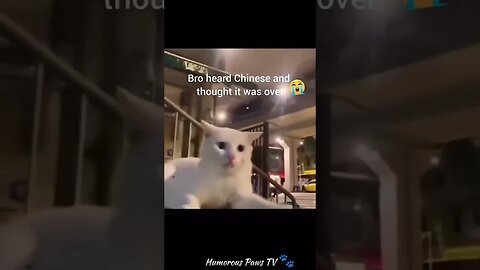Funny animals 2024😂- Funniest Cats and Dogs Video😹🐶 #25