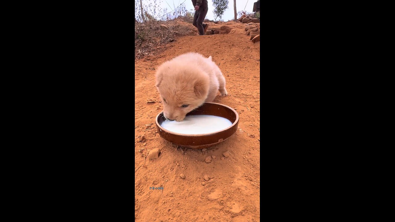 puppy dog