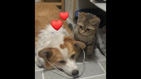 I'm so sad,you're not feeling well🐕😍🐈