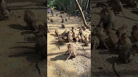 Funny monkey