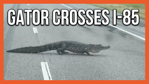 Alligator Seen Strutting Across I-85 Down in Alabama