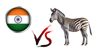 LIVE: The Indian VS The Zebra! Ask Cigar Questions, Catch Deals.