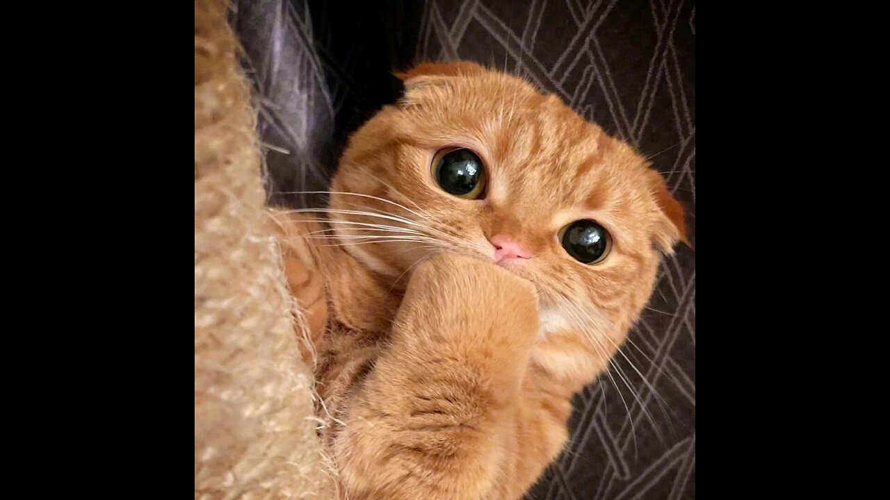 A selection of funny moments with animal #6
