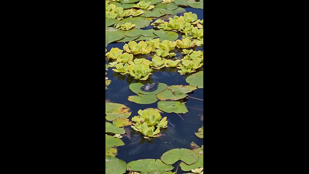 Life as a turtle 🐢