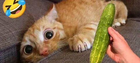 . Funny Cat and Dog Moments Compilation