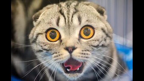 Funny Cats and Dogs - Funny Animals - Part 1😂
