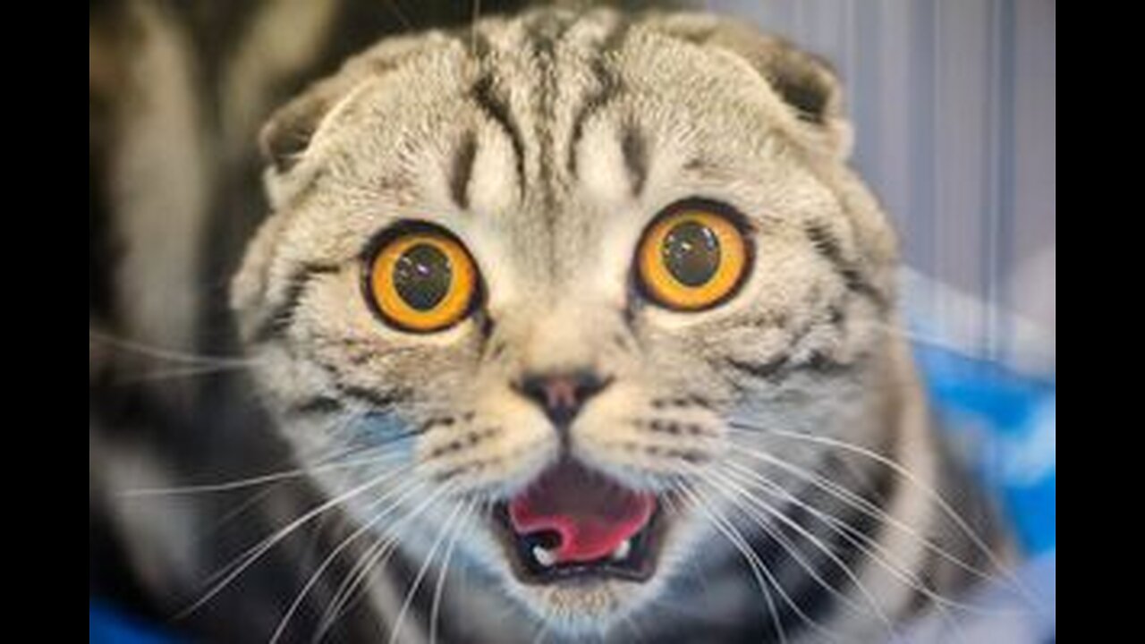Funny Cats and Dogs - Funny Animals - Part 1😂