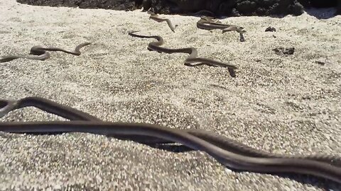 THIS 2 MINUTE VIDEO IS BETTER THAN SNOW WHITE - Iguana vs. Hundreds of Snakes