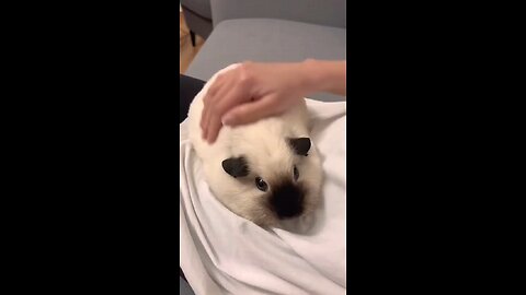 #Shorts #ViralVideo #TrendingNow #MustSee #TryNotToLaugh #EpicMoments #AnimalsGoneWild