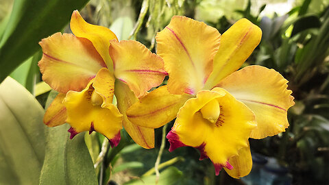 2025 September St. Augustine Orchid Society's Virtual Show Table