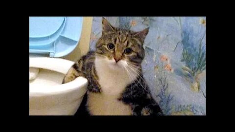 LAUGH LIKE YOU'VE NEVER LAUGHED BEFORE - Funny ANIMAL compilation