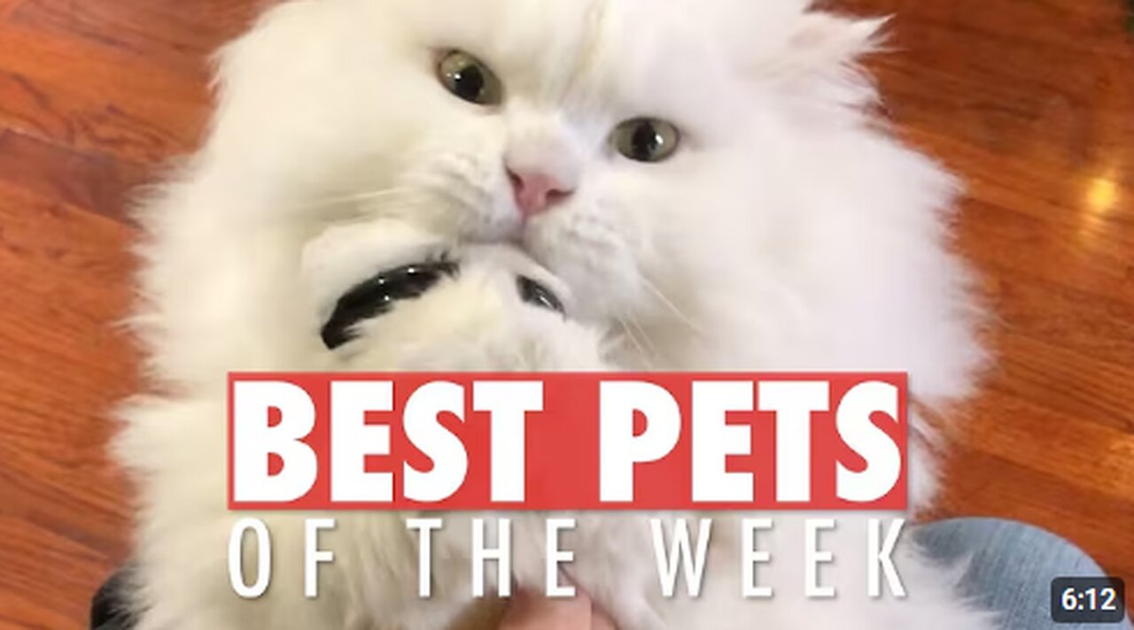 Best Pets of the Week | Funny Pet Videos 2020