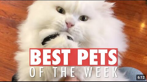 Best Pets of the Week | Funny Pet Videos 2020