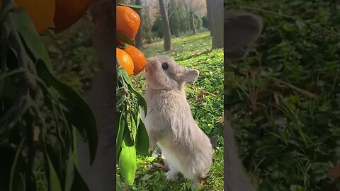 Rabbit eating oranges rabbit cute pet