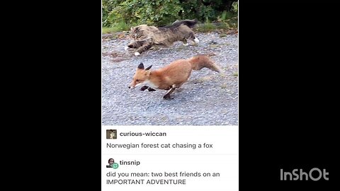Norwegian forest cat chasing a fox