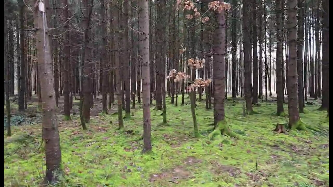 Pagan Forest Walk and Talk | Know More News LIVE w/ Adam Green