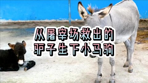 从屠宰场救出的驴子生下小马驹