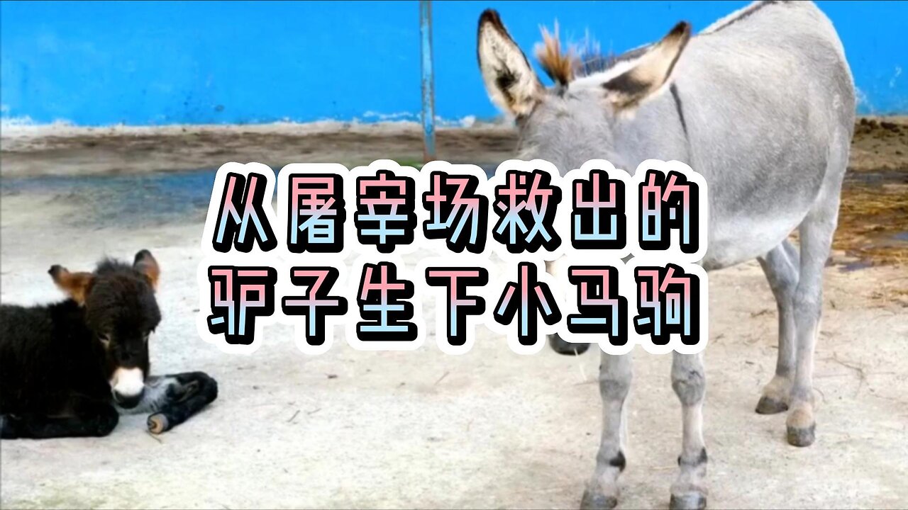 从屠宰场救出的驴子生下小马驹