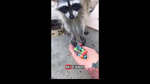 See how this Raccoon reacts to man for saving his LIFE