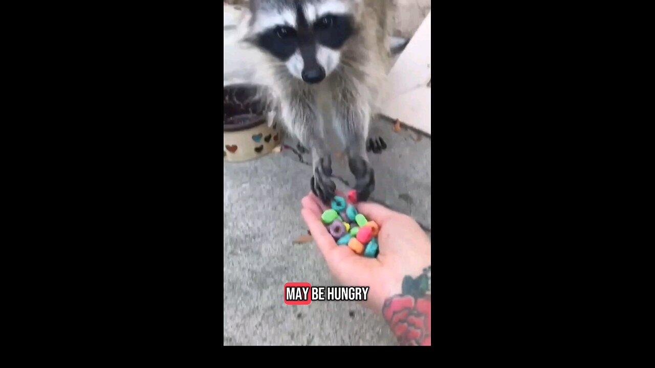 See how this Raccoon reacts to man for saving his LIFE