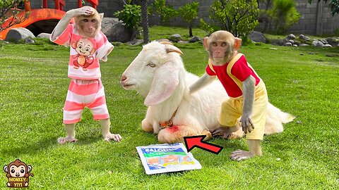 YiYi and YinYin are very worry when goat had a sore leg