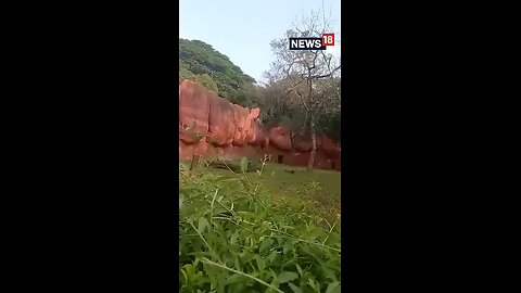 lion video